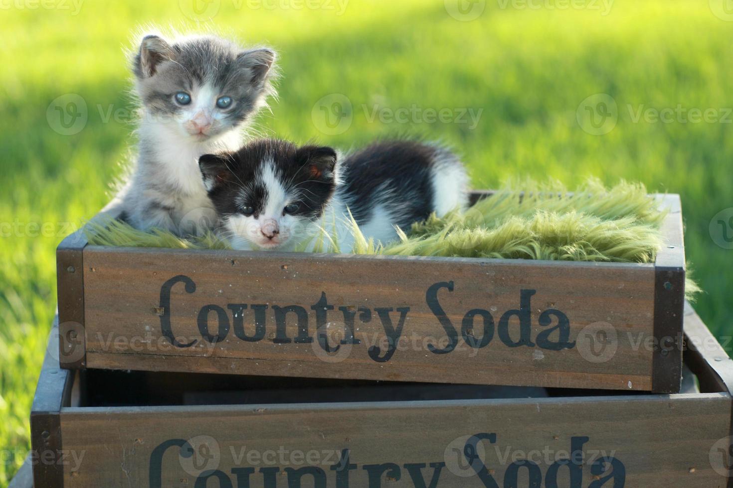 Kittens Outdoors in Natural Light photo