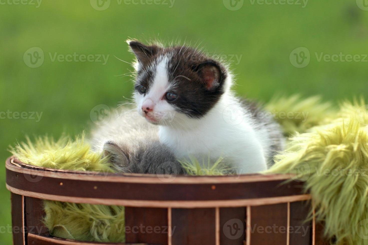 gatito bebé al aire libre en la hierba foto
