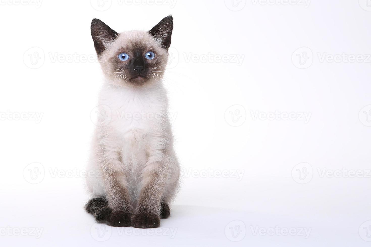 Siamese Kittens on a White Background photo