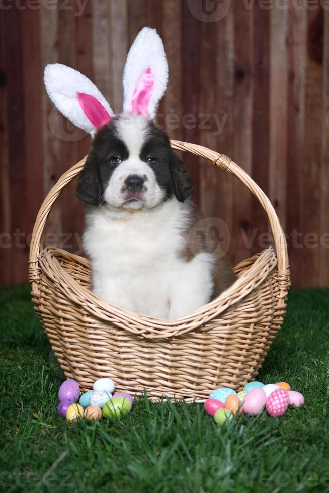 Easter Themed Saint Bernard Puppy Portrait photo
