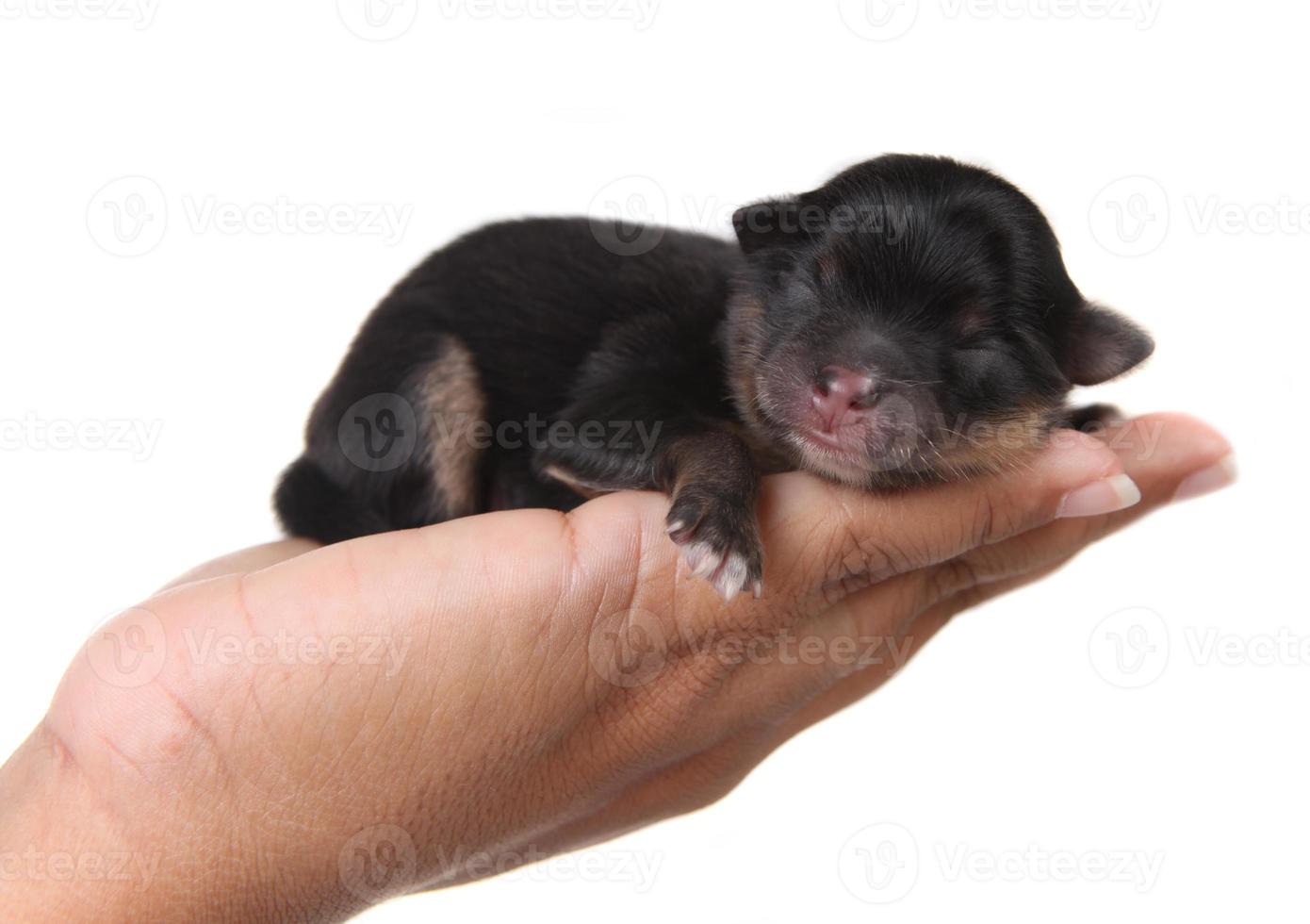 cachorro negro durmiendo en la mano foto