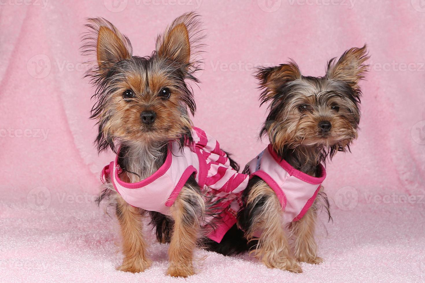 Yorkshire Terrier Puppies Dressed up in Pink photo