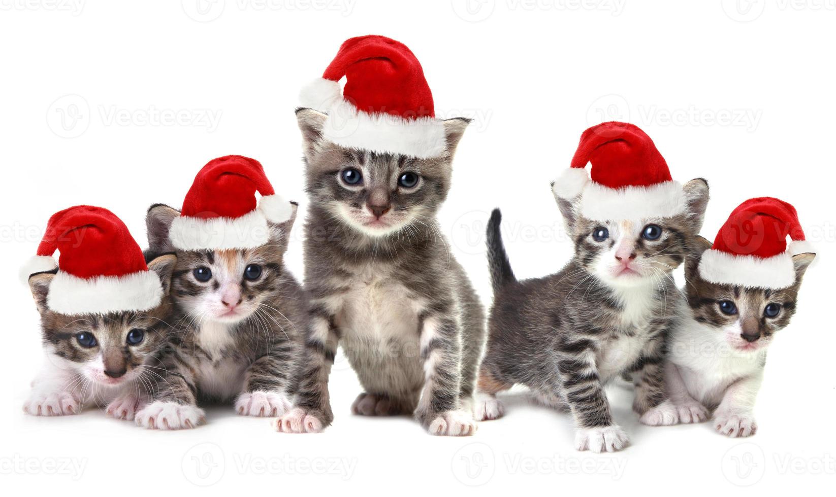 gatitos de navidad con sombrero rojo sobre blanco foto