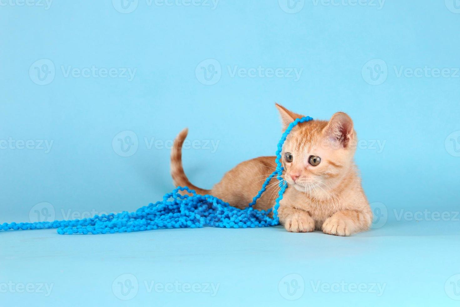 Little Orange Tabby Kitten in Studio photo