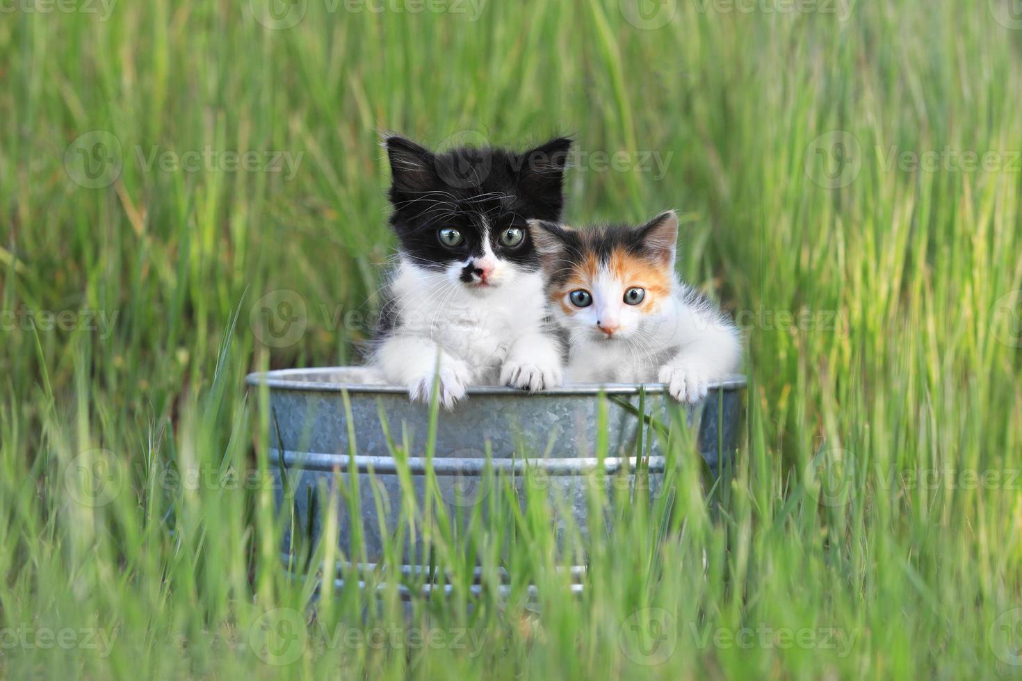 Kittens Outdoors in Tall Green Grass photo