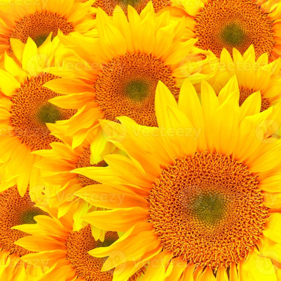 Sunflower Petals Up Close photo