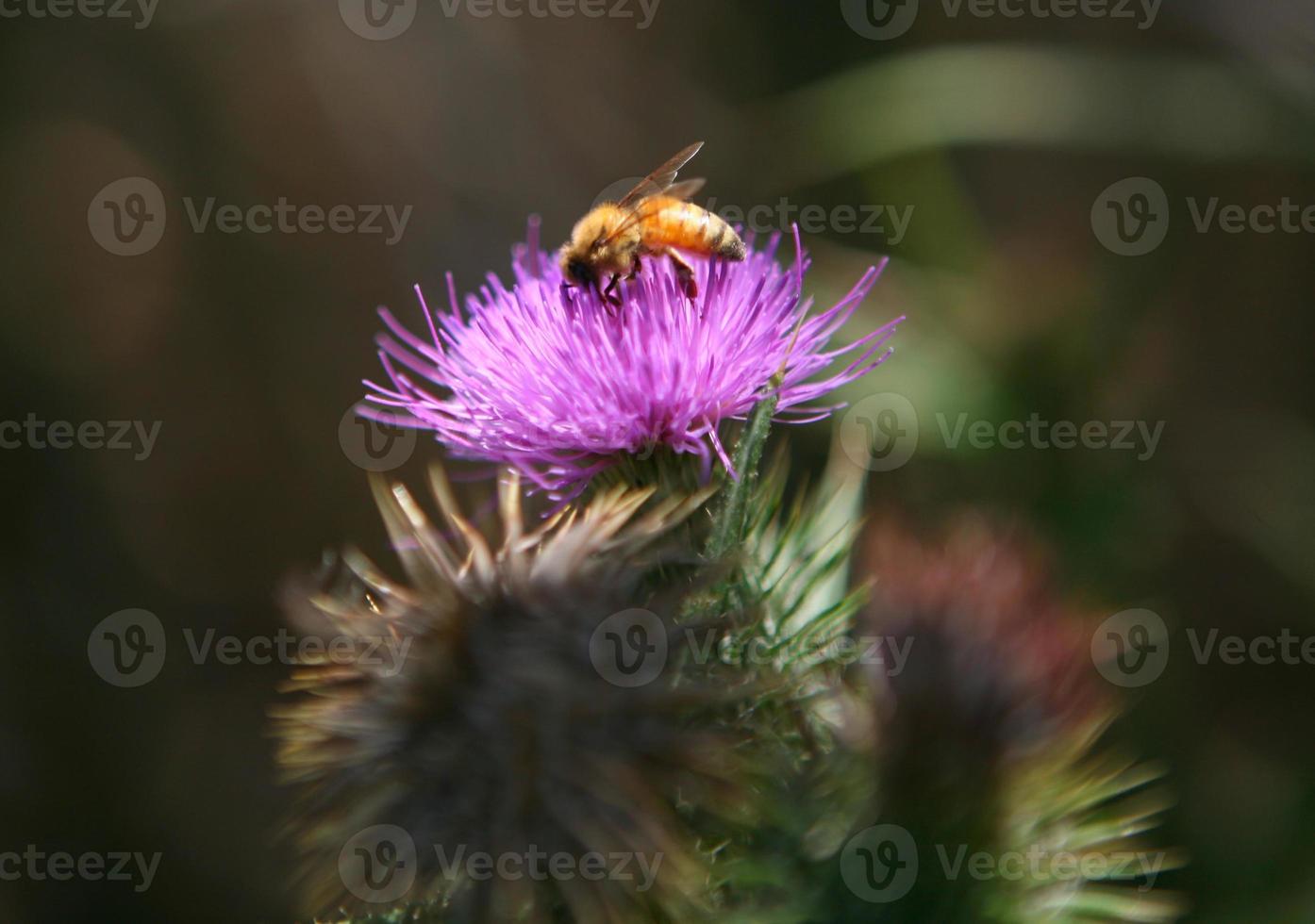 Bumble Bee on a Purple Flower With High DOF photo