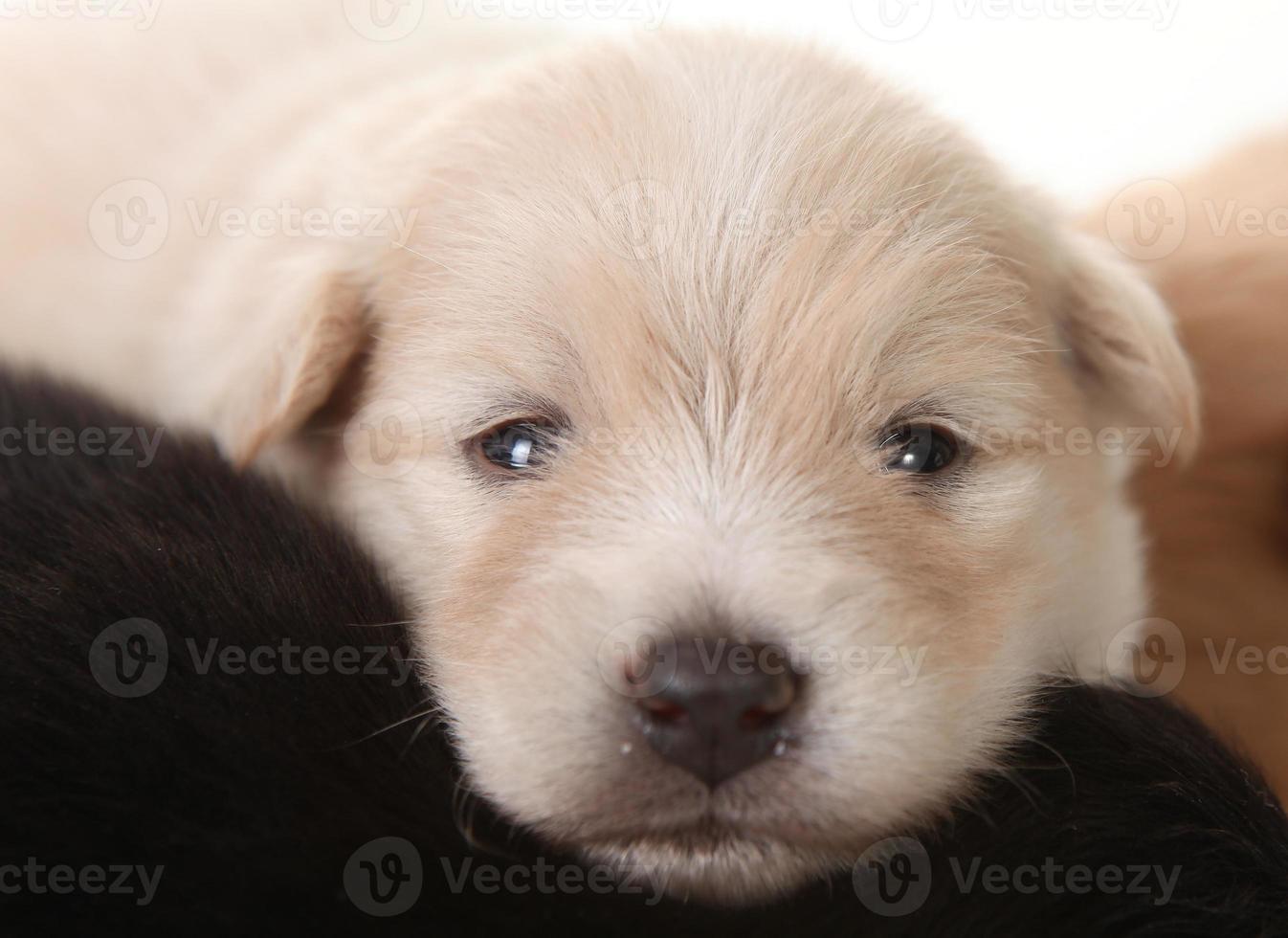 recién nacido pomerania cachorro blanco ojos abiertos foto