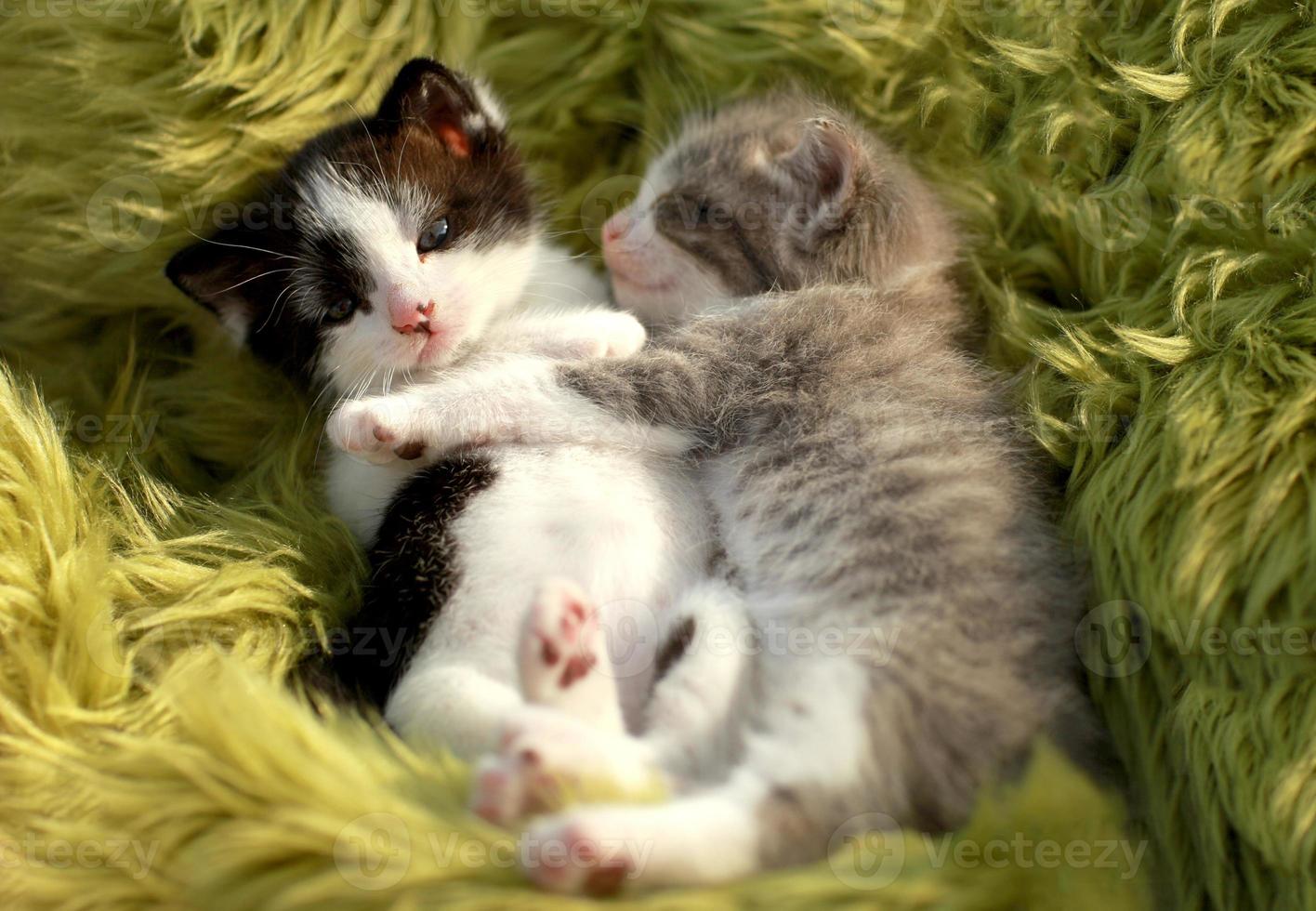 Kittens Outdoors in Natural Light photo
