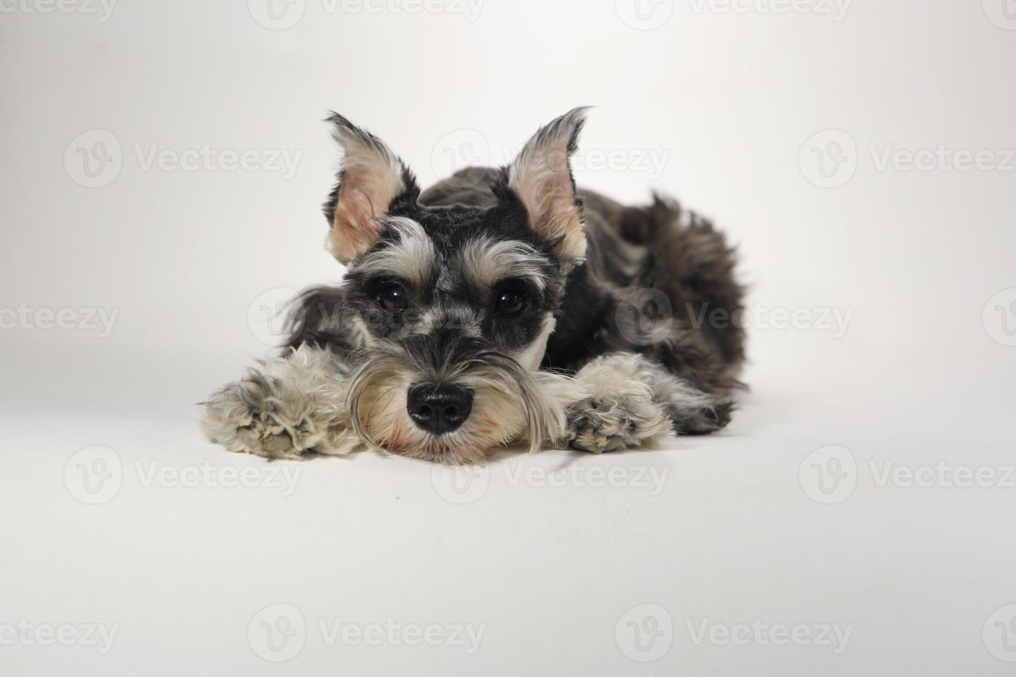 Lindo cachorro schnauzer miniatura sobre fondo blanco. foto