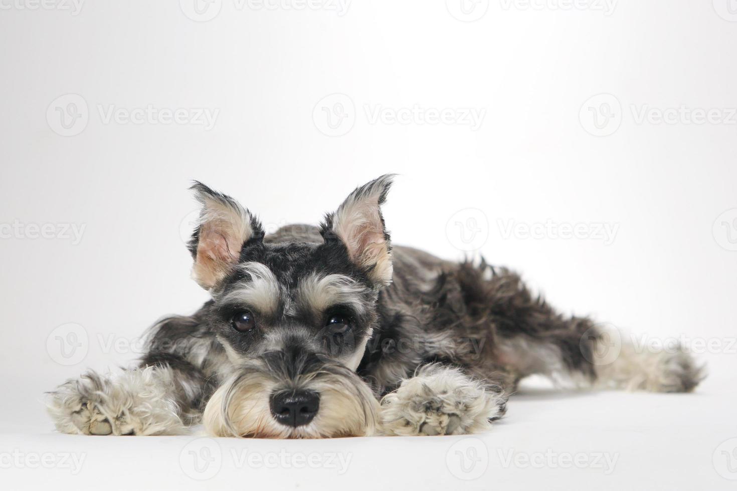 Lindo cachorro schnauzer miniatura sobre fondo blanco. foto