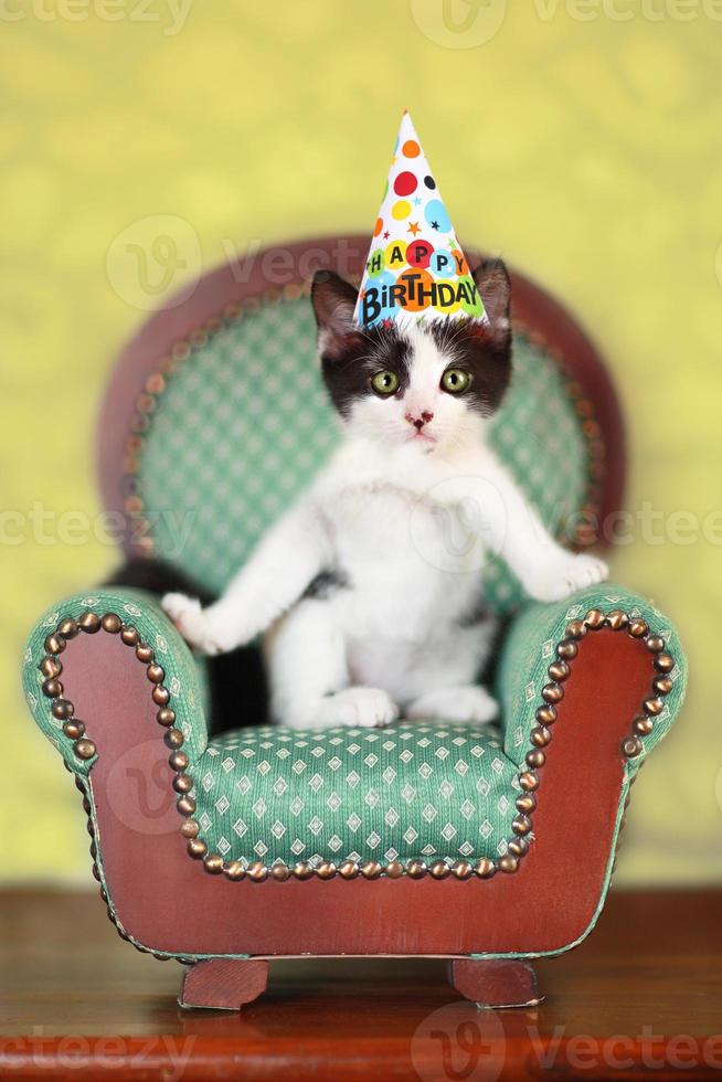 Kitten Sitting on a Chair photo