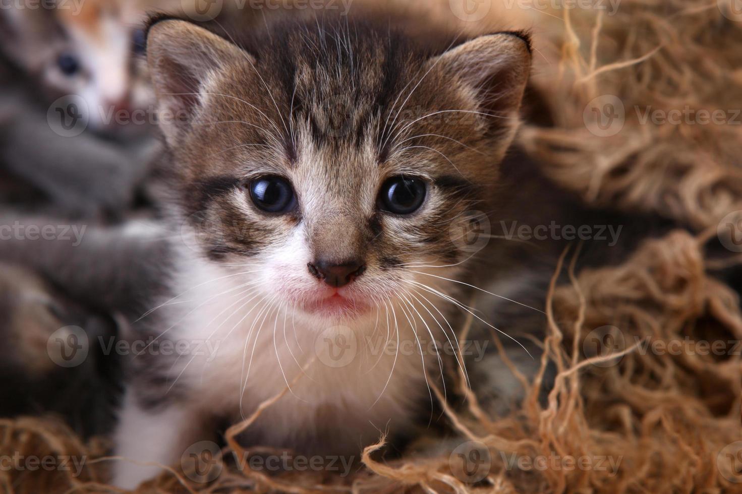 Baby Kitten Lying in a Basket With Siblings photo