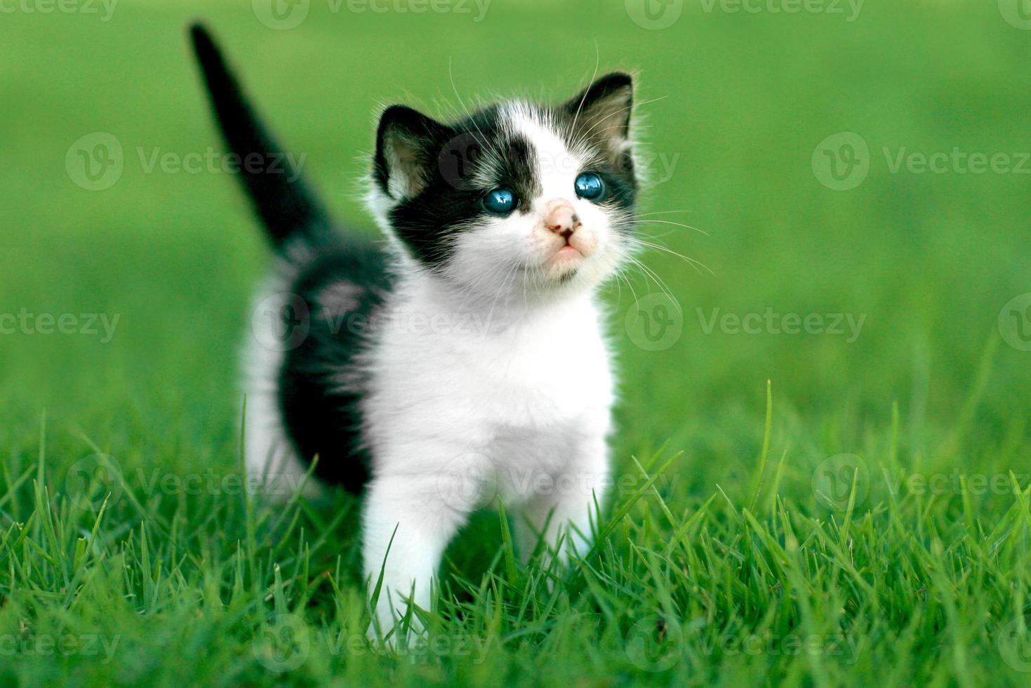 gatito al aire libre con luz natural foto