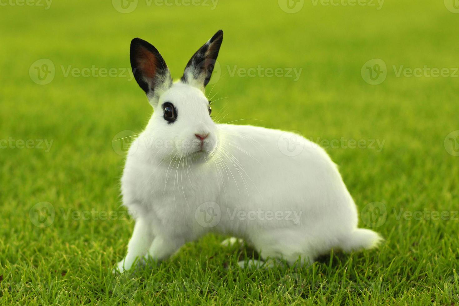 White Bunny Rabbit Outdoors in Grass photo