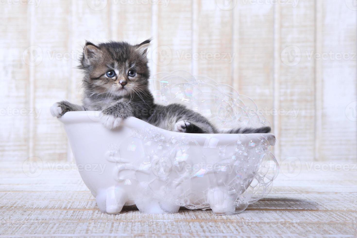 pequeño gatito en una bañera con burbujas foto