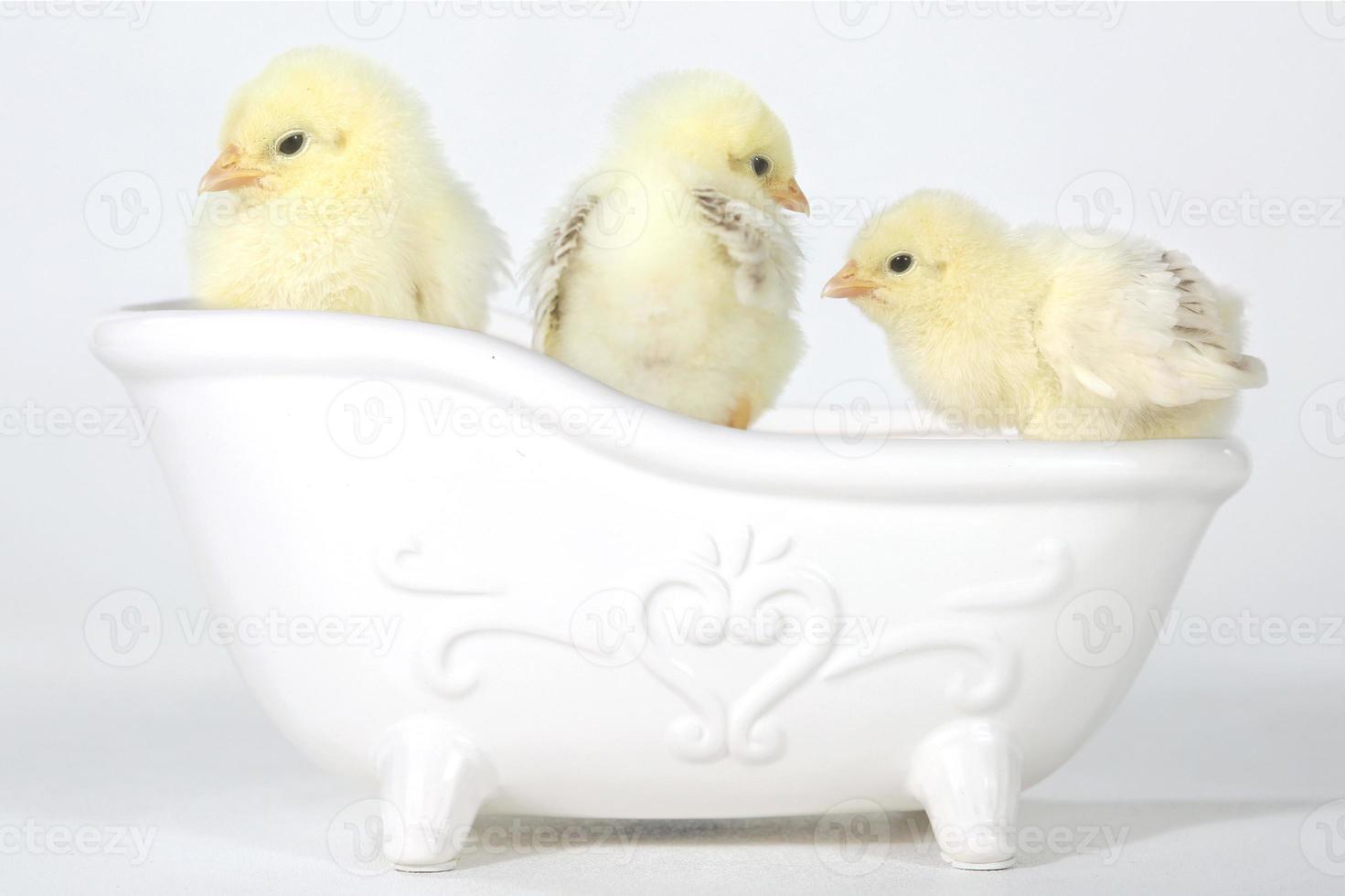 adorables pollitos en una bañera foto