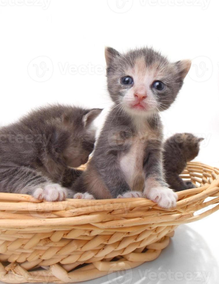 Cute Newborn Baby Kittens Easily Isolated on White photo