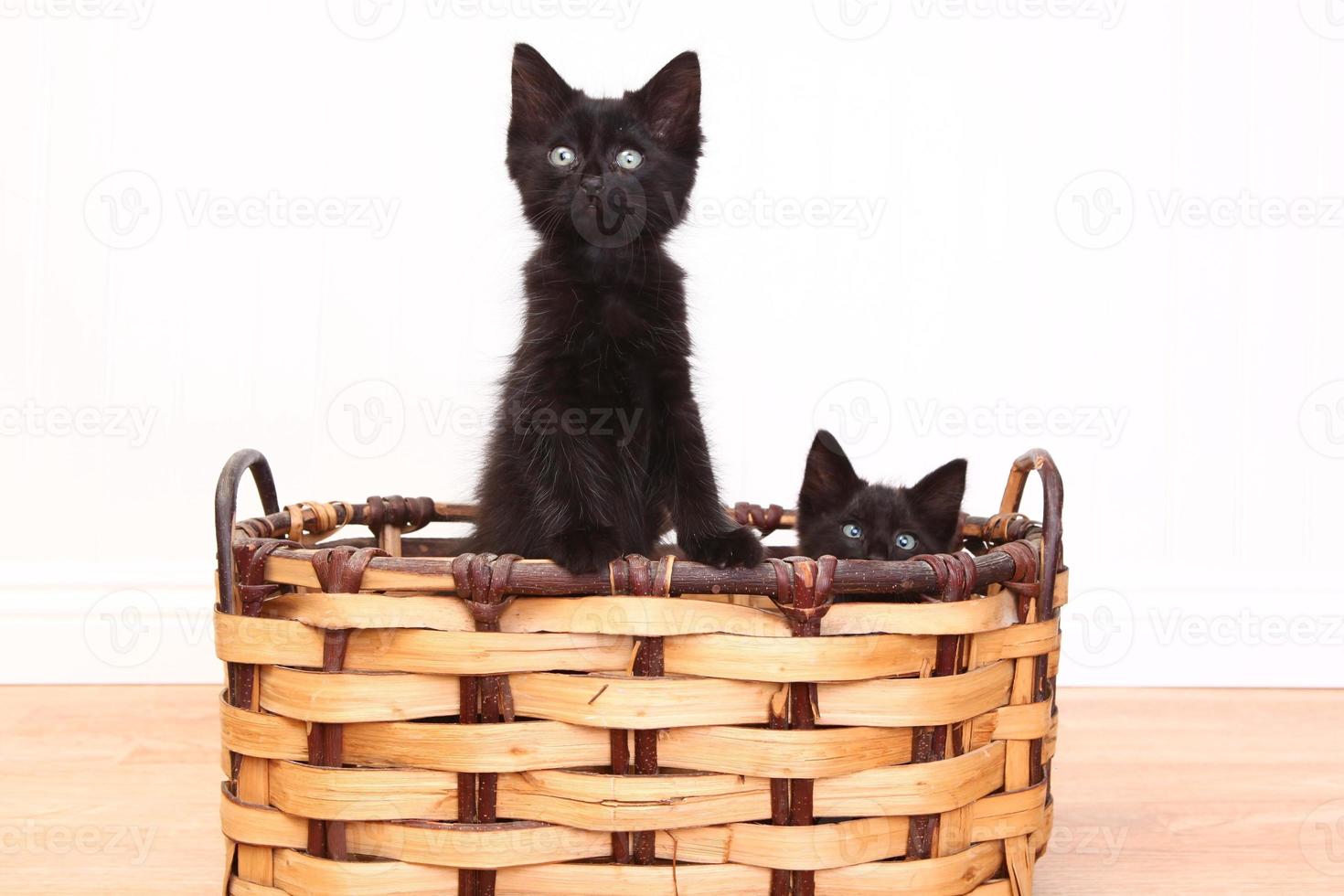 Gatitos curiosos dentro de una canasta en blanco foto
