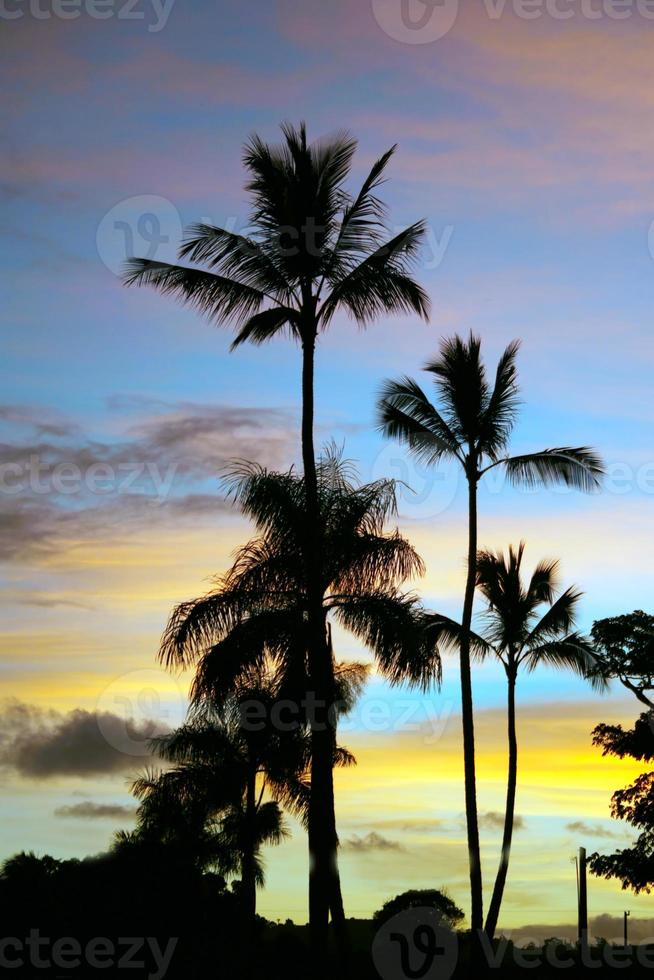 postal perfecta kauai silueta atardecer palmeras foto