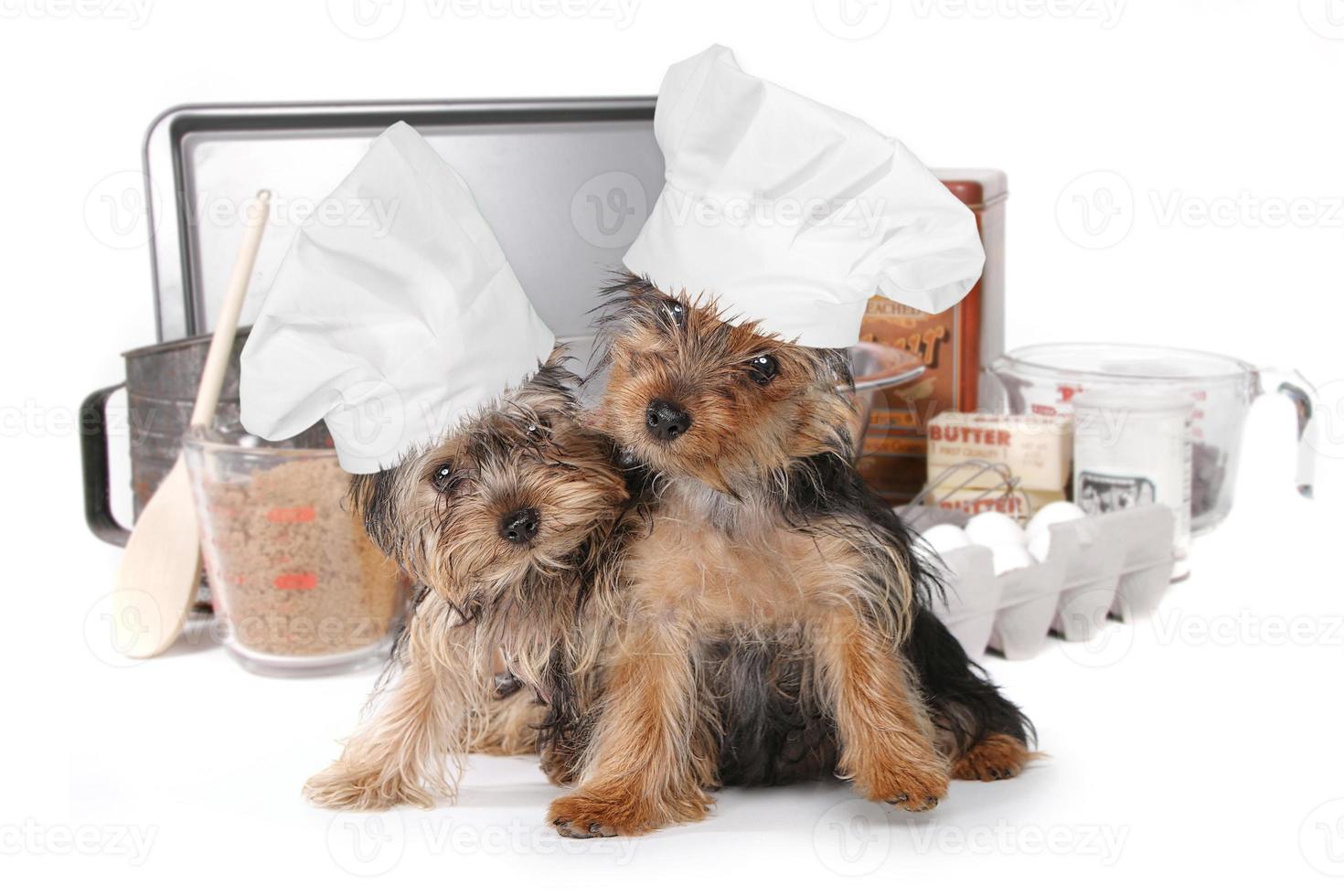 lindo, yorkshire terriers, chef, con, sombrero foto