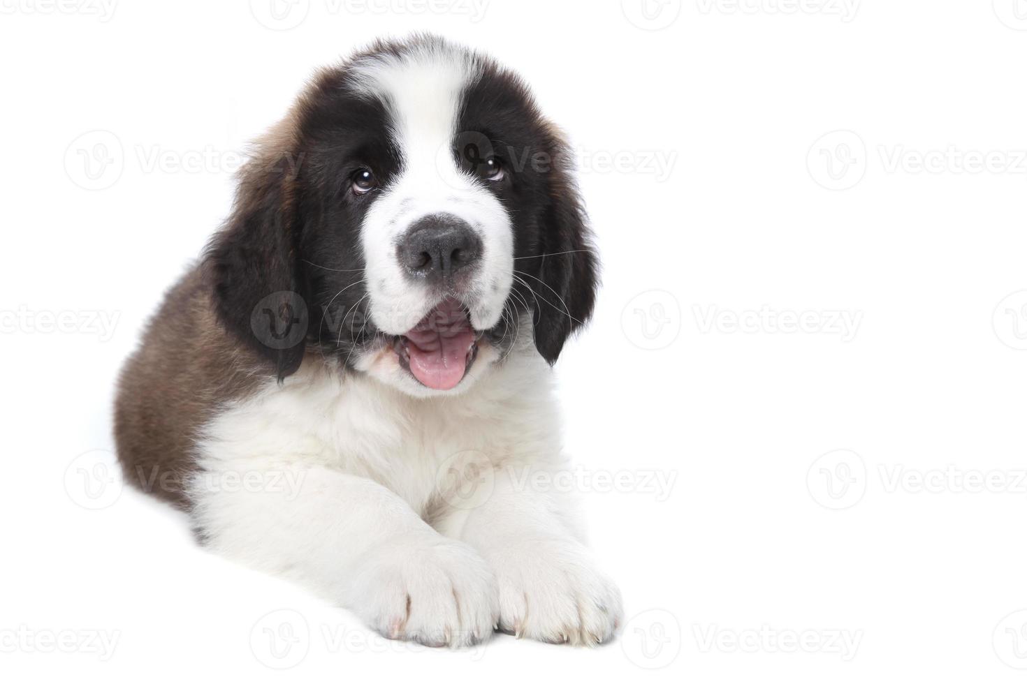 lindo cachorro de pura raza san bernardo foto