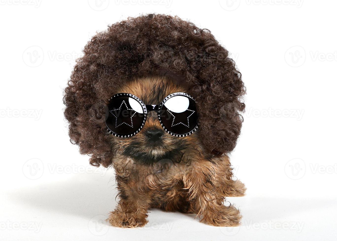 cachorro yorkshire terrier vistiendo un afro y gafas de sol foto