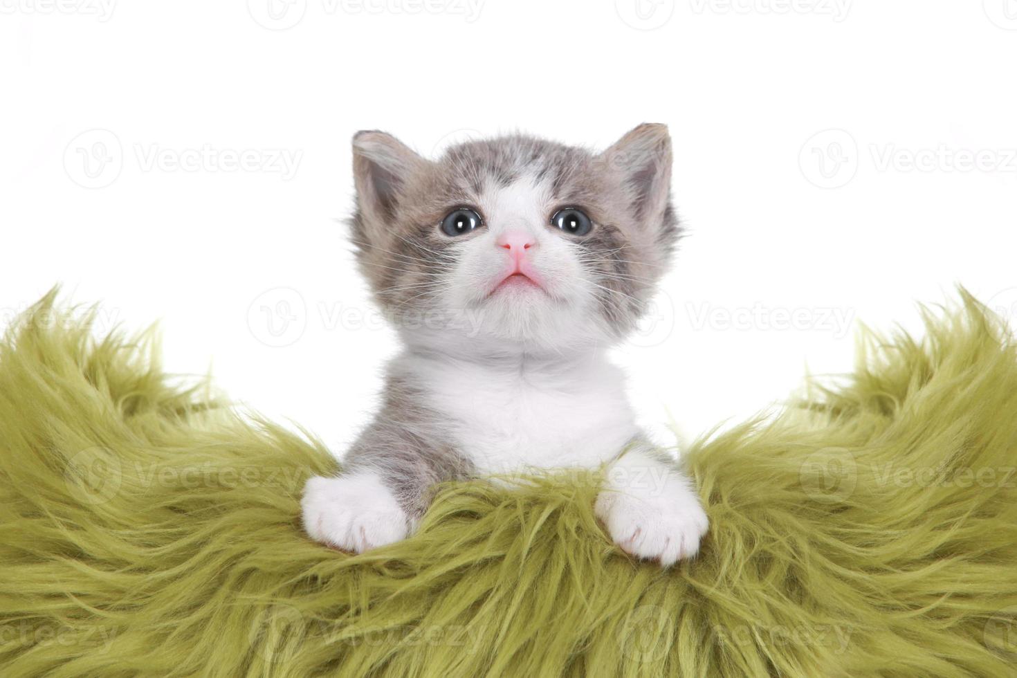 Kitten Portrait in Studio on White Background photo