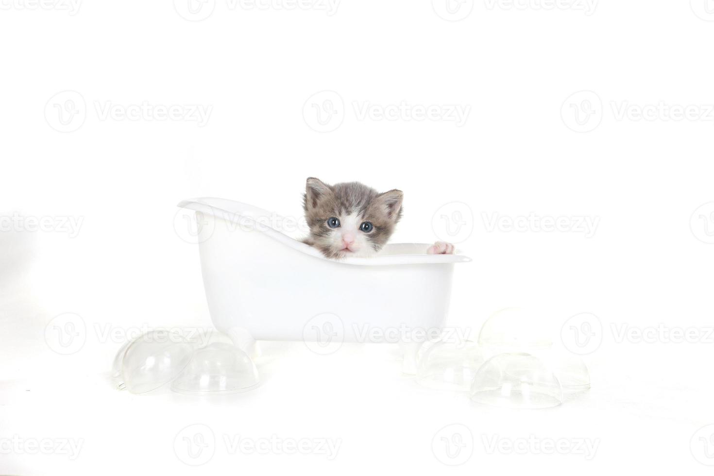 Retrato de gatito en estudio sobre fondo blanco. foto