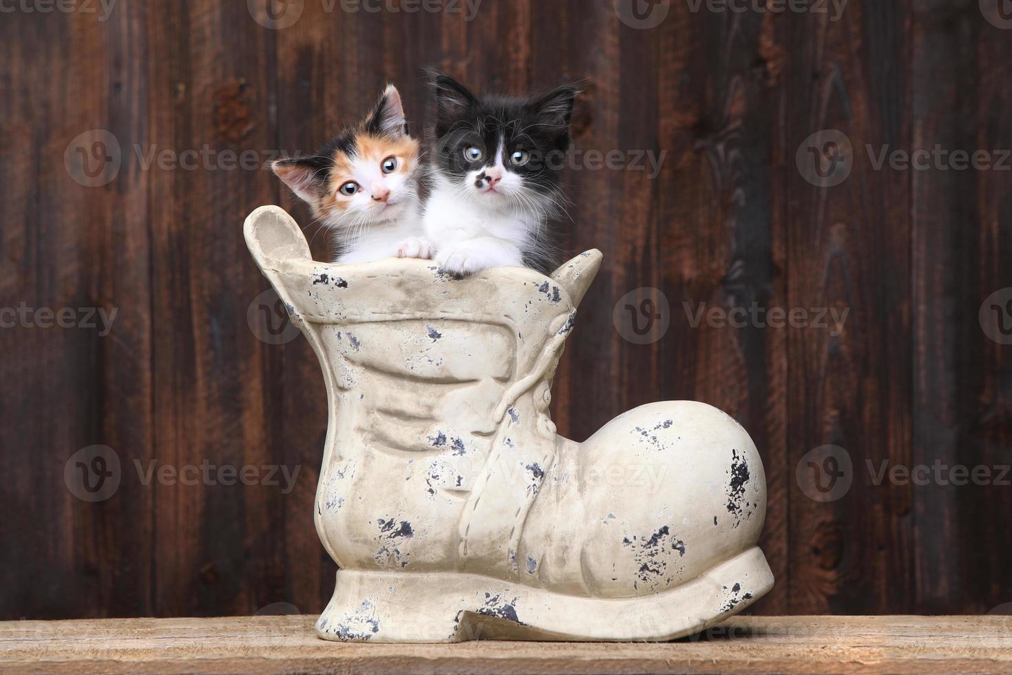 Adorable Kittens in an Old Boot Shoe On Wood Background photo