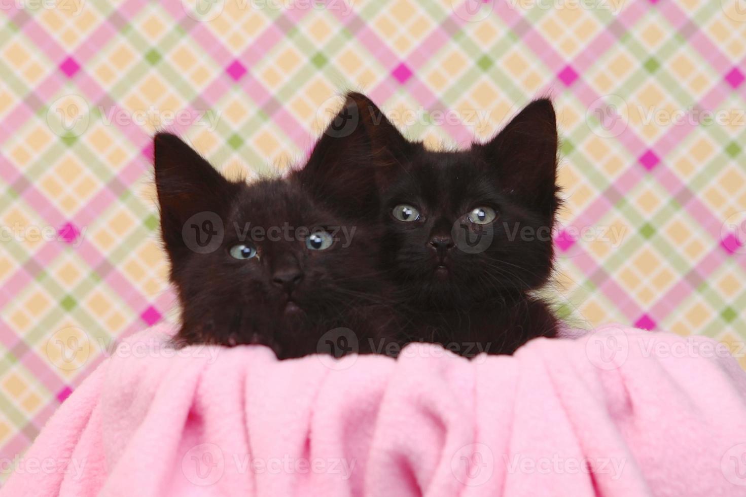 lindos gatitos negros sobre fondo rosa bonito foto