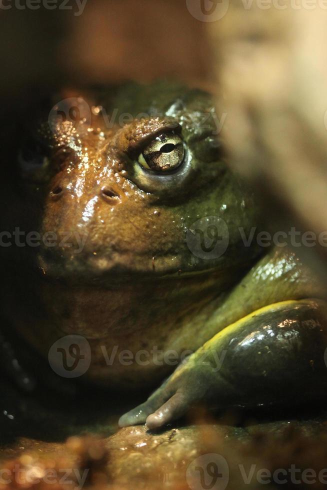 Green and Brown African Bullfrog Hiding Between Rocks photo