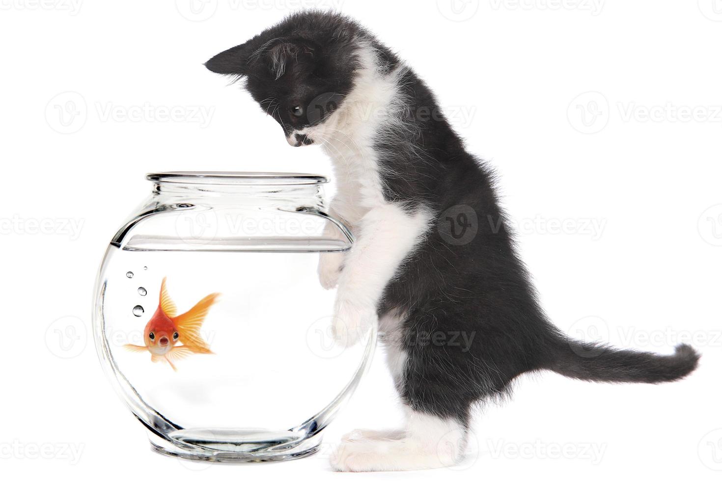 gatito mirando peces de colores en un recipiente foto
