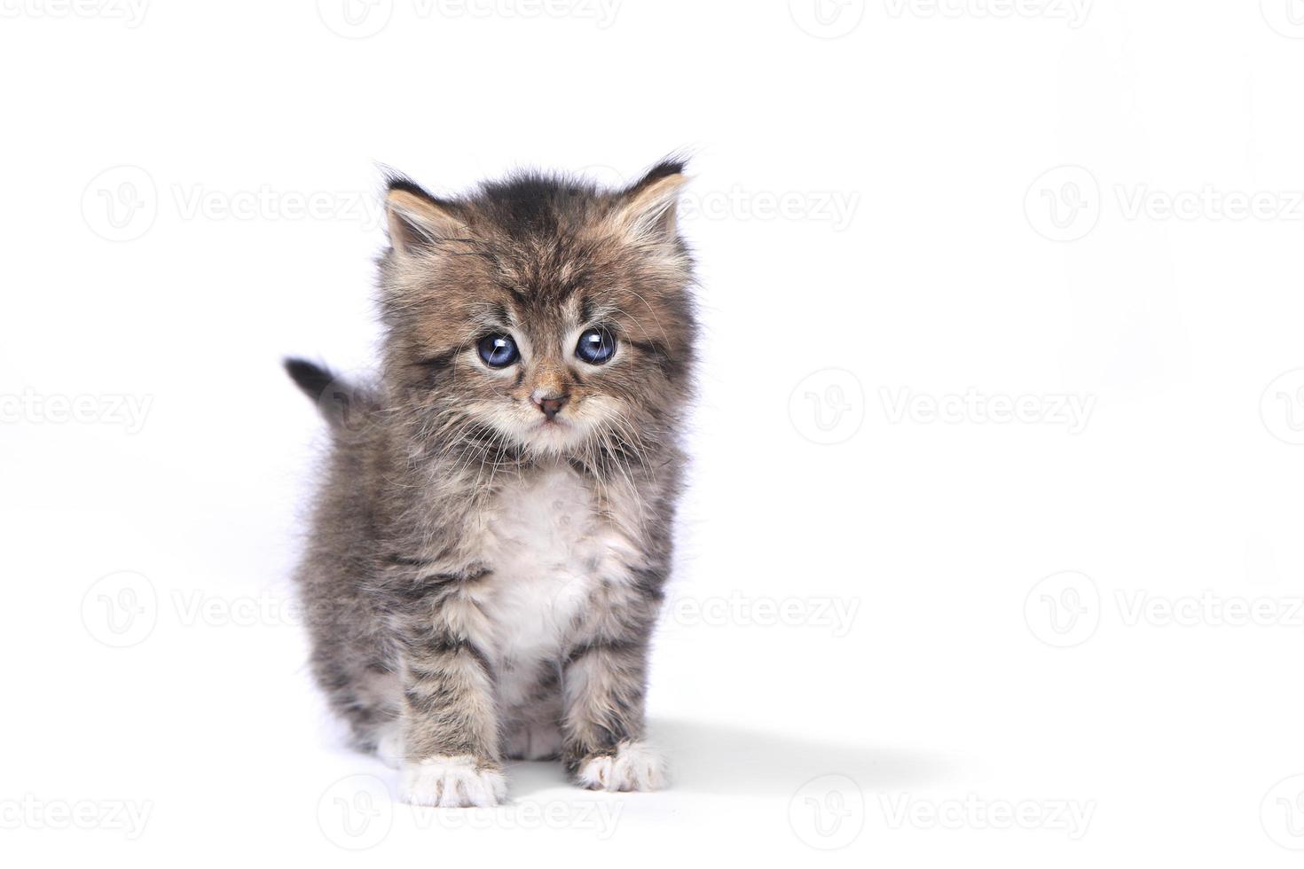 Pequeño gatito de 4 semanas sobre fondo blanco. foto