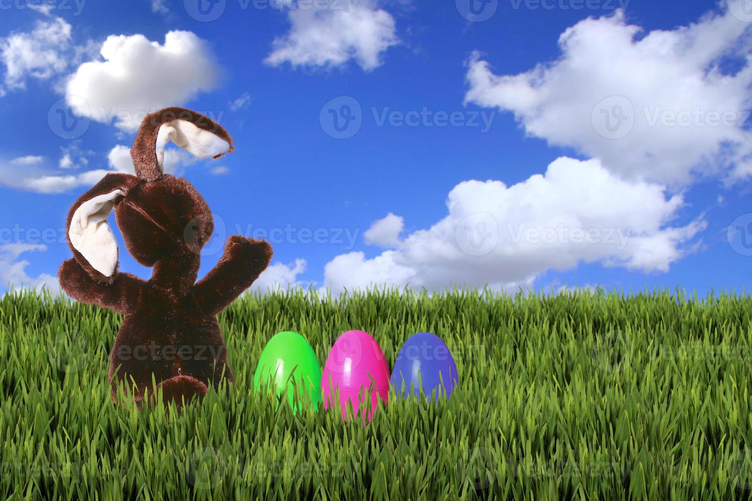 Easter Bunny in the Green Grass photo