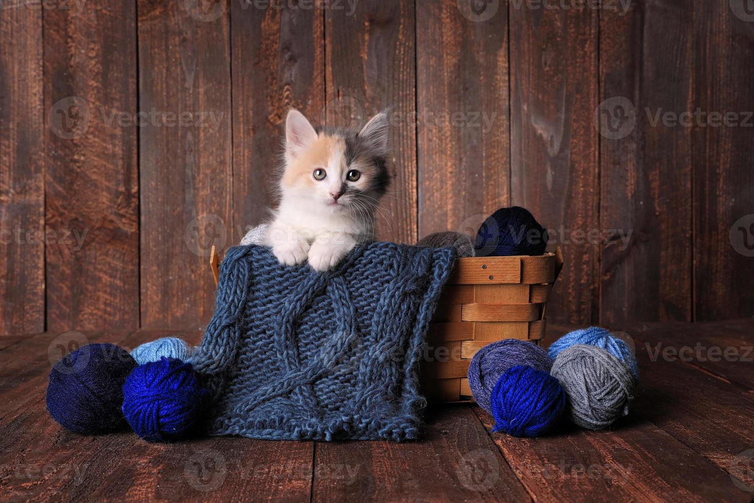 Cute Adorable Kitten photo