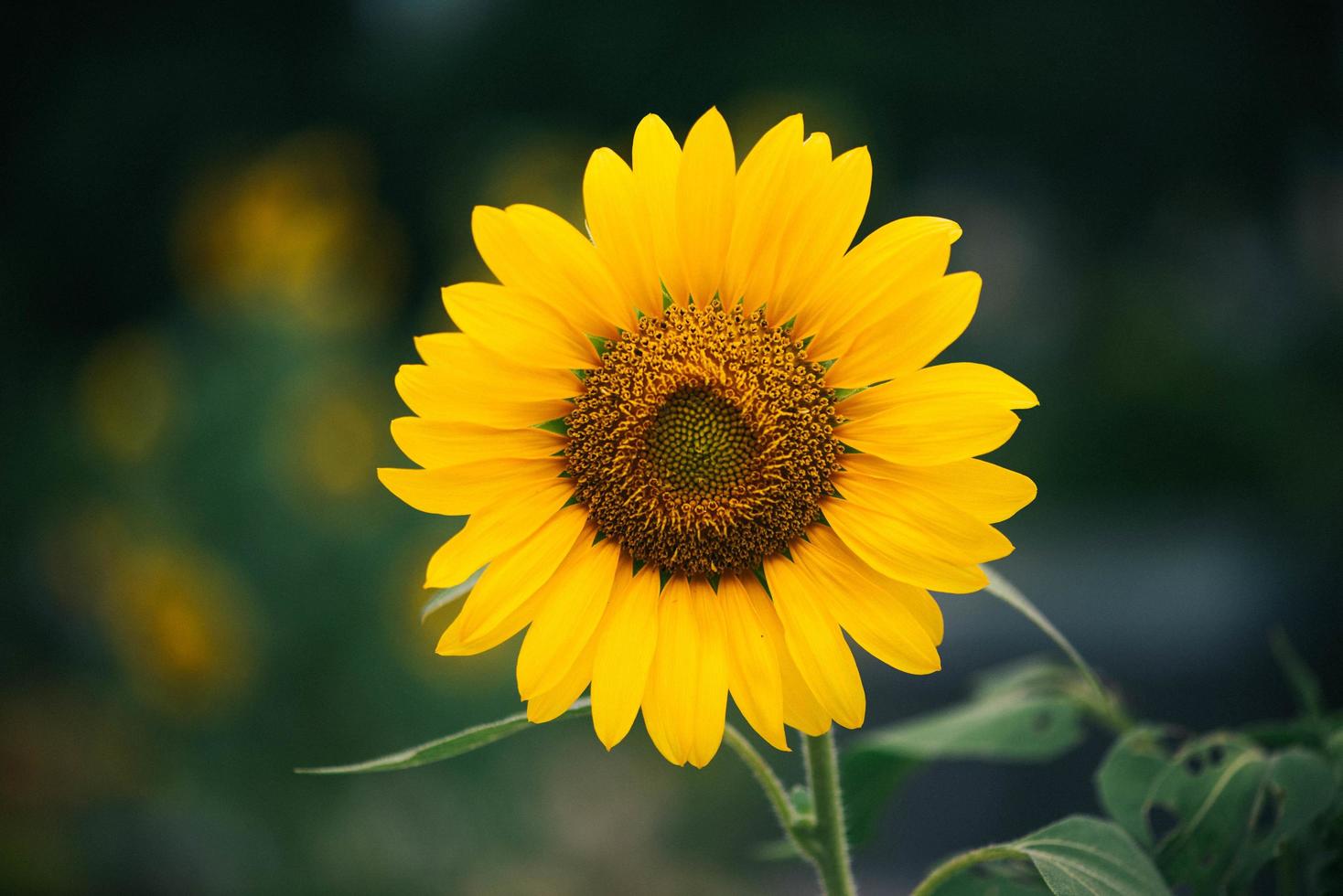 blooming in the garden photo