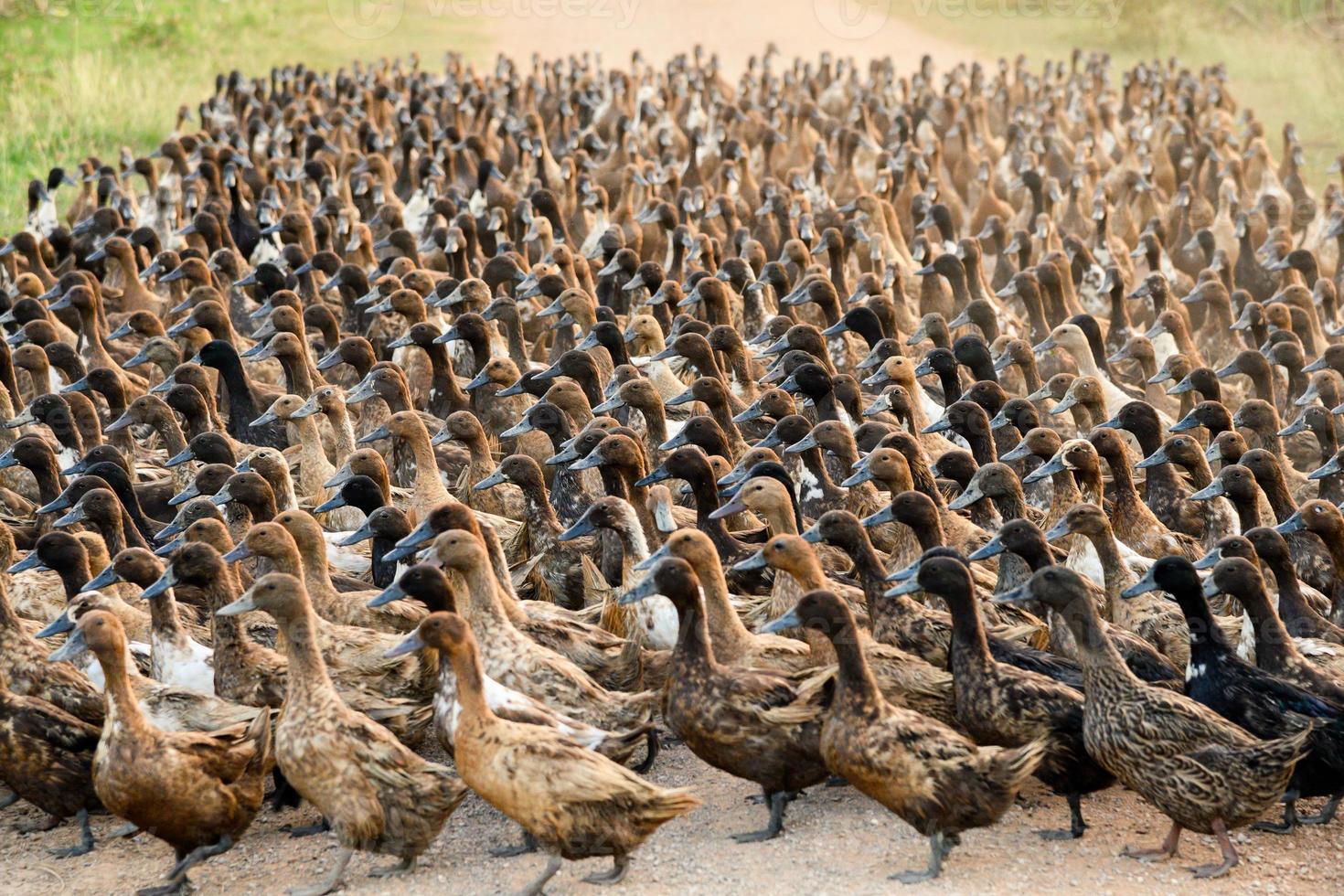 Flock of ducks walking on dirt road in plantation photo