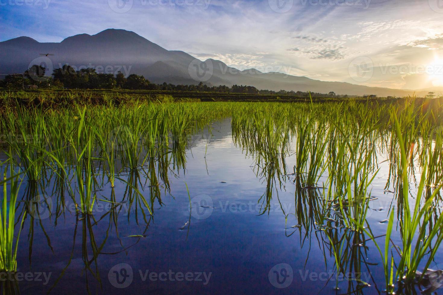 mountain view in the morning with beautiful reflection of sunrise and green rice photo