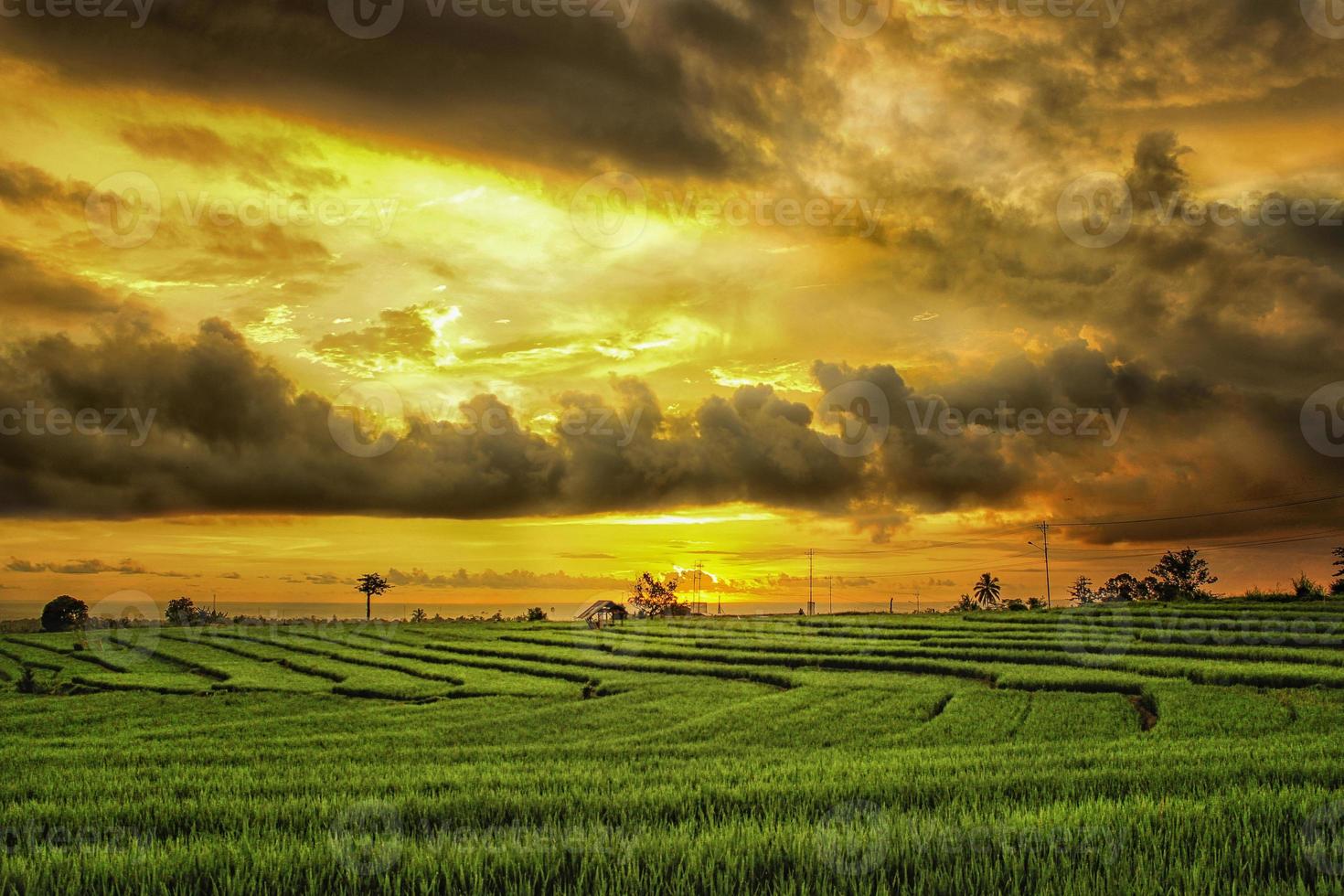 vista de los campos de arroz con el ambiente de la tarde después de la lluvia y el arroz verde foto