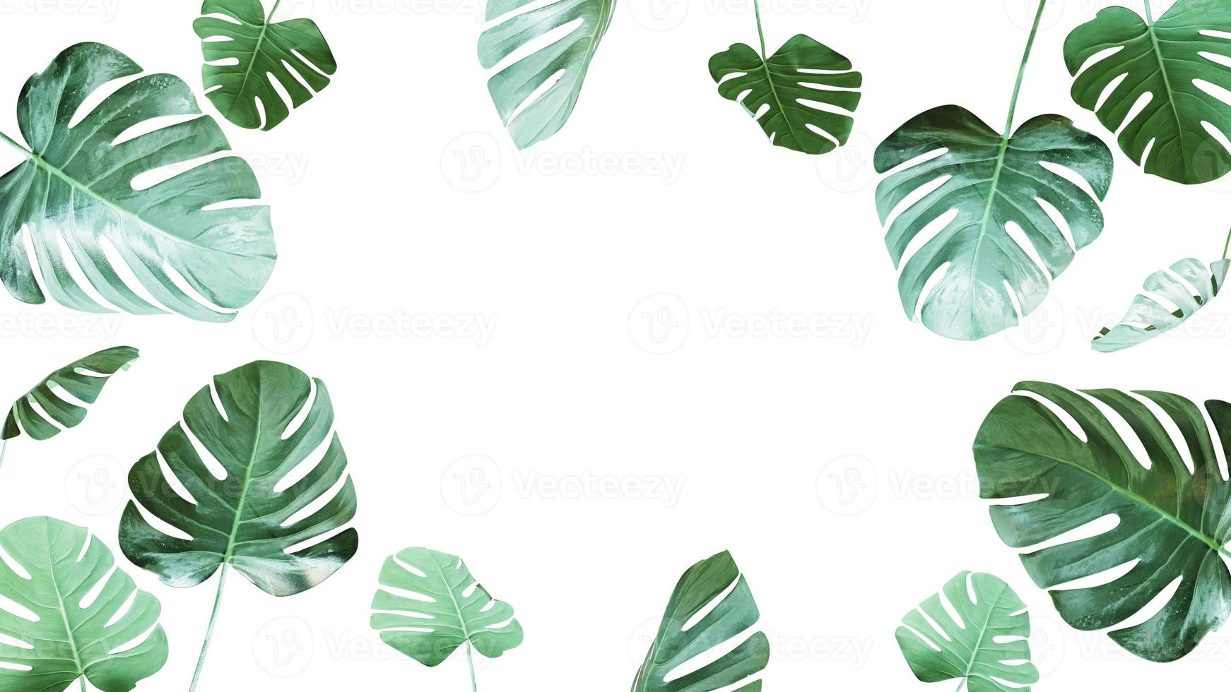 3d illustration of set of leaves with white empty space, copy space for text photo