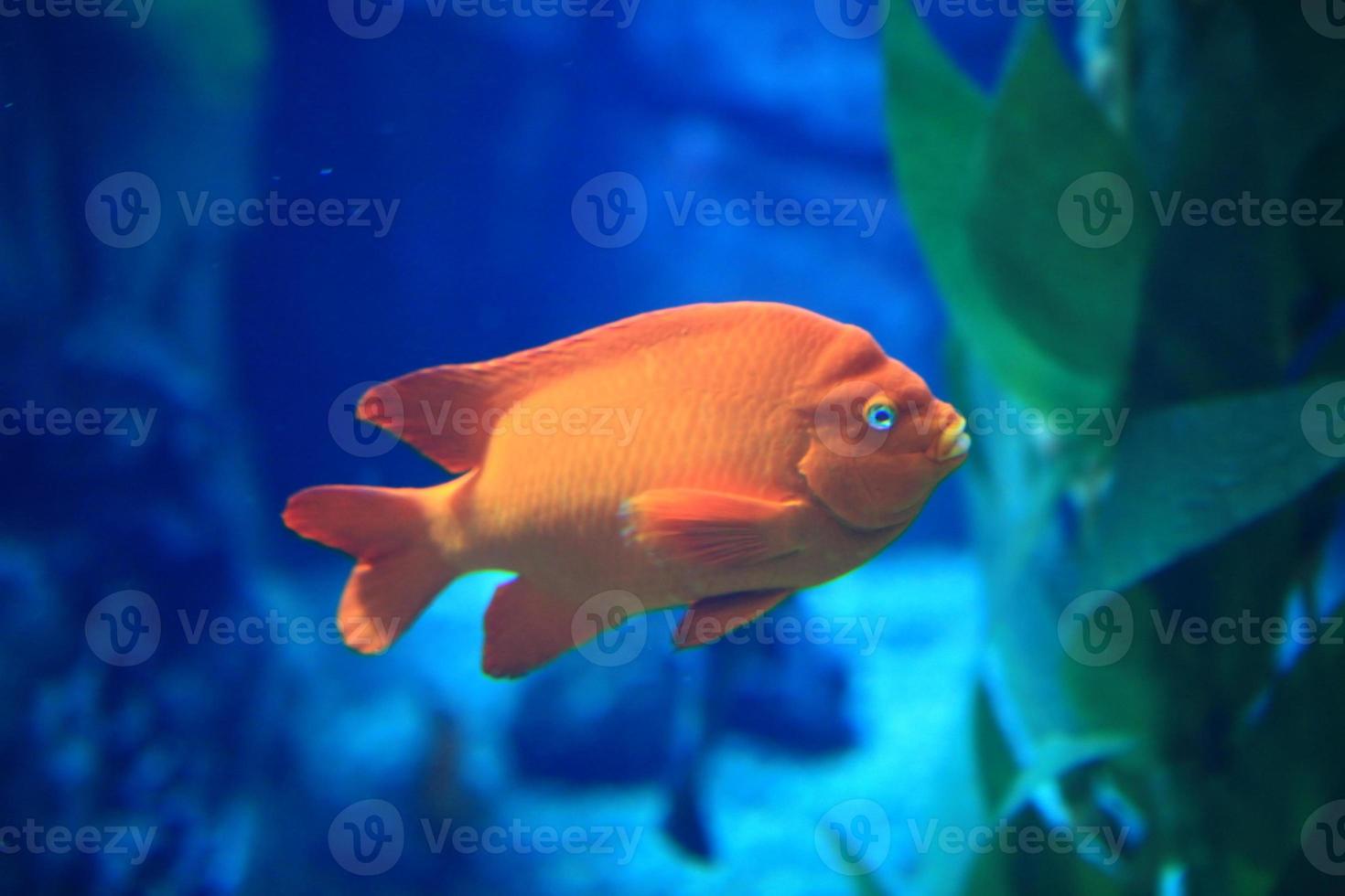 pez naranja en agua azul foto