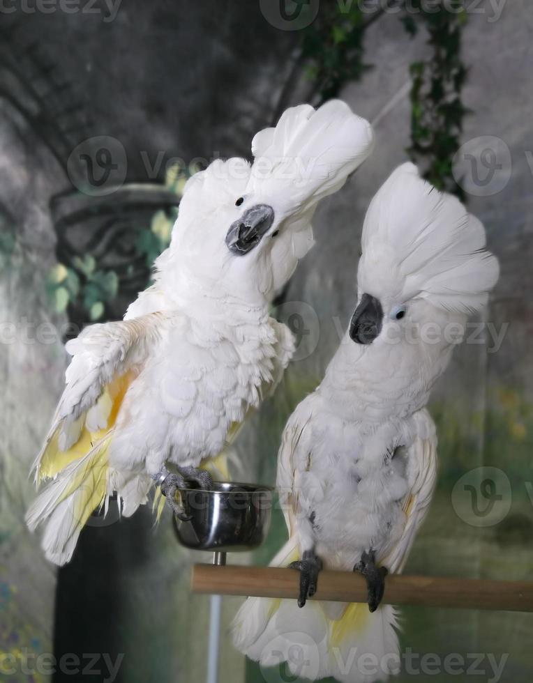 Cockatoos Showing Off photo