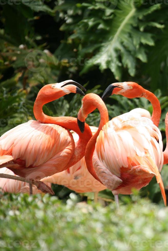 Socializing Flamingos Outdoors photo