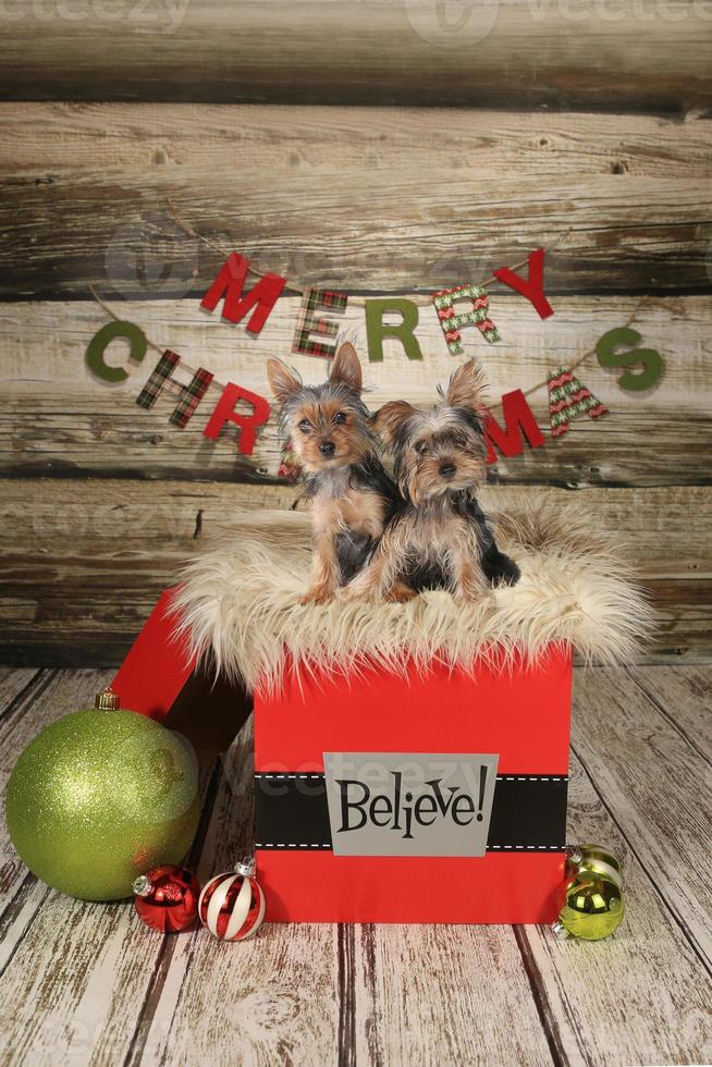 Puppies on a Christmas Themed Background photo