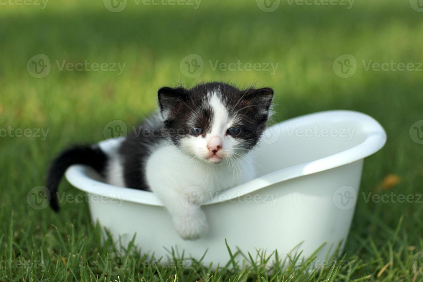 gatito bebé al aire libre en la hierba foto