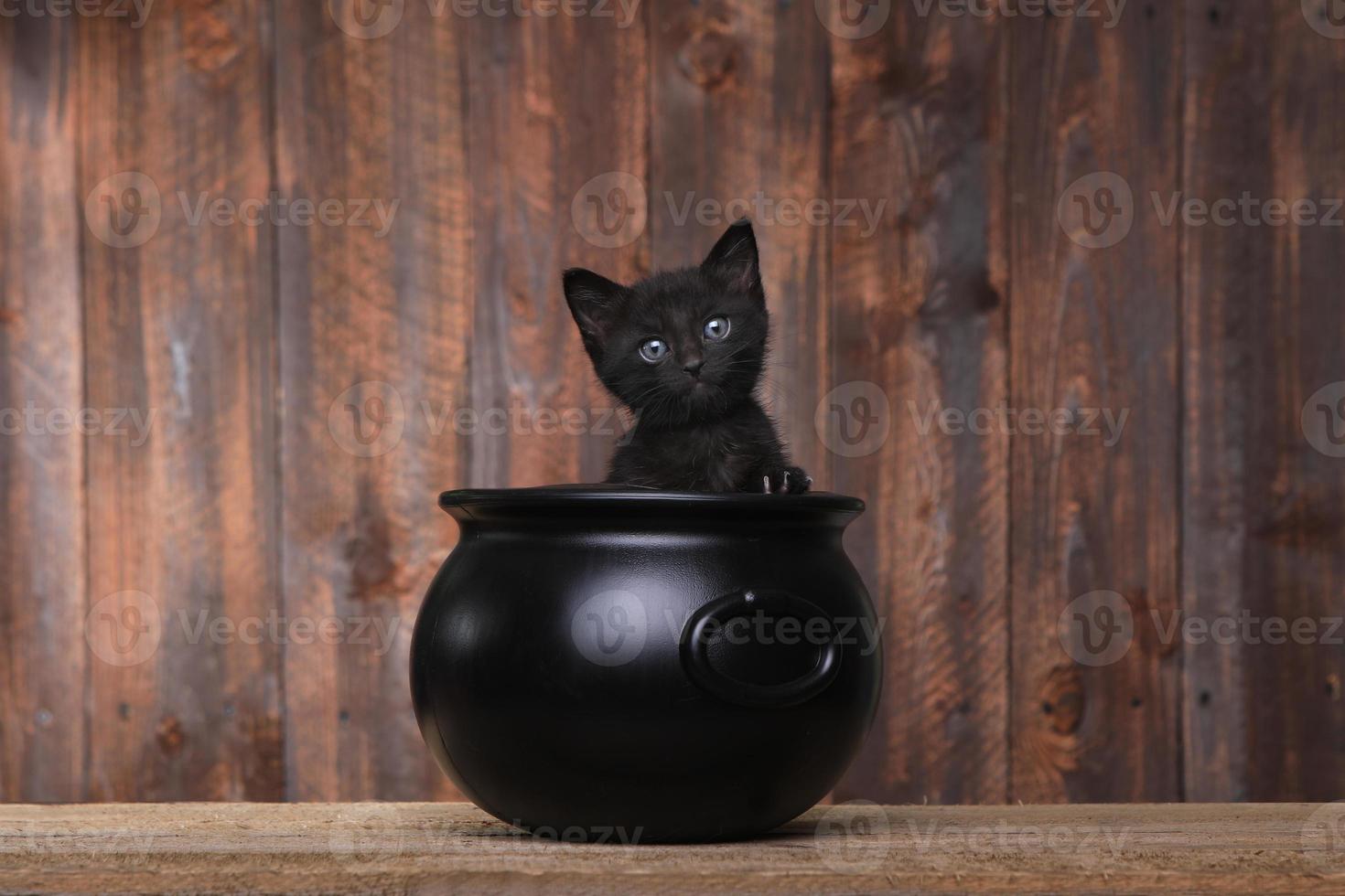 Adorable Kitten in Halloween Cauldron on Wood Background photo