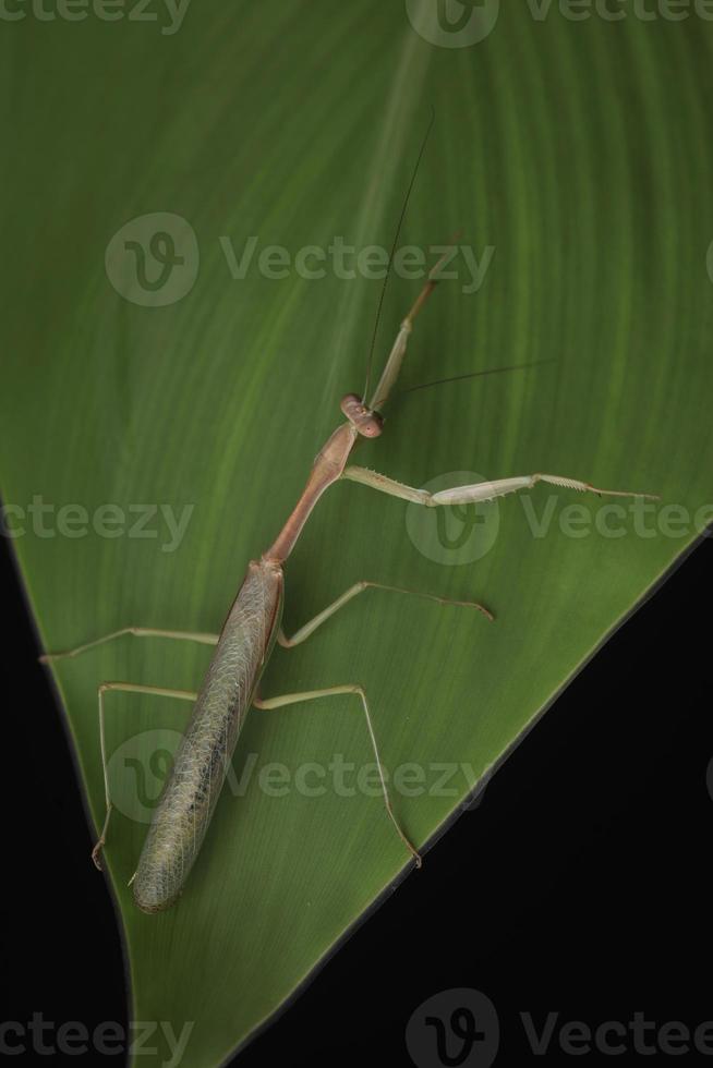 Mantis religiosa verde sobre fondo negro foto