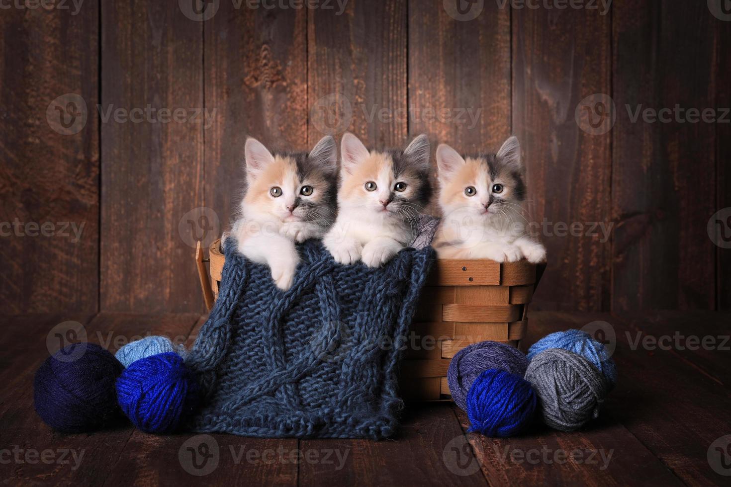 Cute Kitten in Studio photo