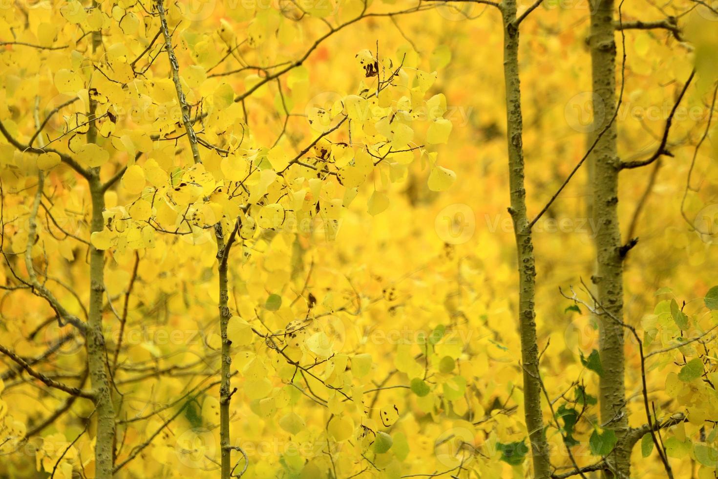 Fall Colors in the Sierra Mountains California photo